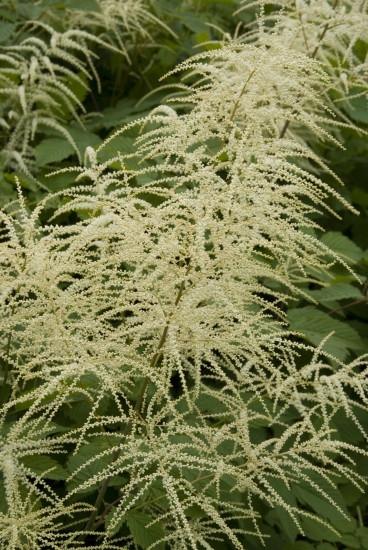 Aruncus dioicus Kneiffii - Geitebaard