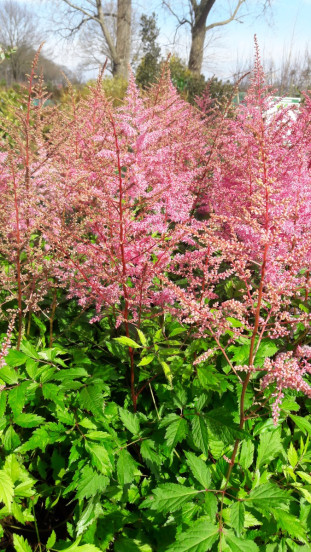 Astilbe chinensis Pumila- Pluimspirea