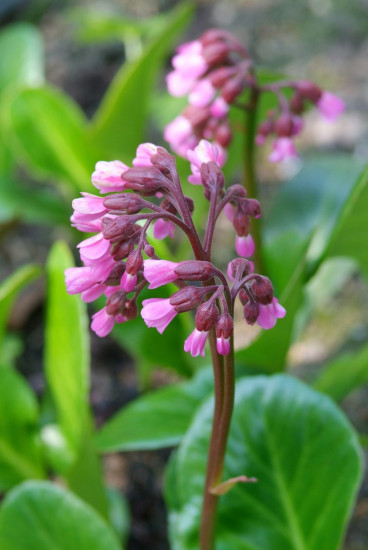 Bergenia cordifolia - Schoenlappersplant