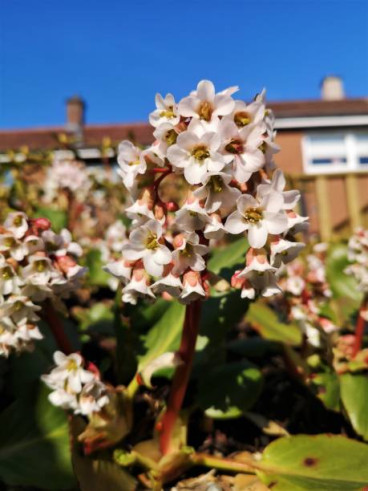 Bergenia Bressingham White - Schoenlappersplant