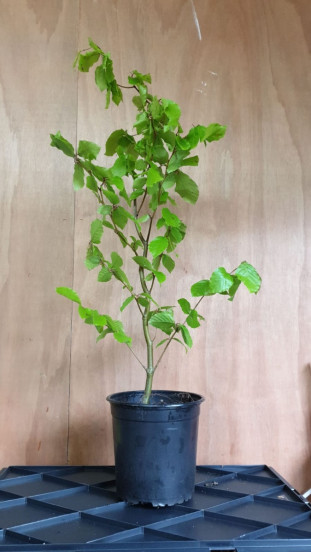 Fagus sylvatica - Groene beukenhaag