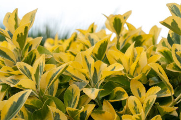 Ligustrum ovalifolium Aureum - Bonte Liguster