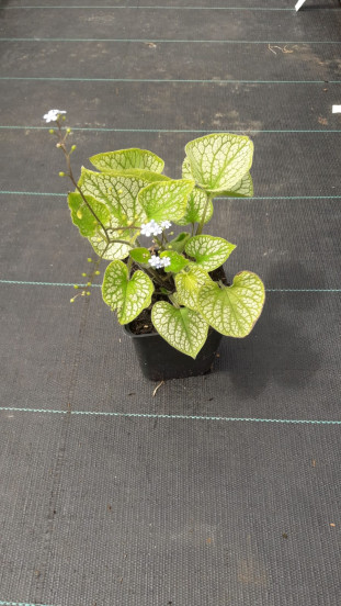 Brunnera macrophylla 'Jack Frost' - Kaukasische vergeet-mij-niet