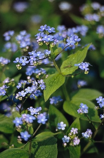 Brunnera macrophylla - Kaukasische vergeet-mij-niet