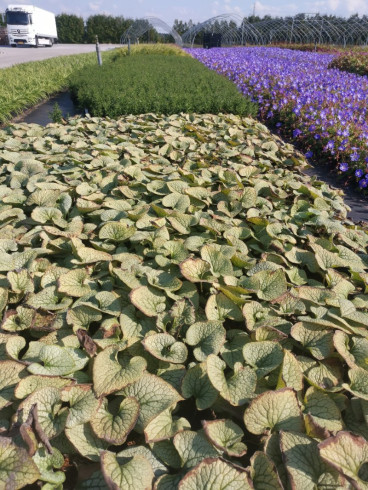 Brunnera Sterling Silver - Kaukasisch Vergeet Me Niet