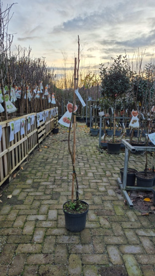 Juglans regia Buccaneer - Walnoot