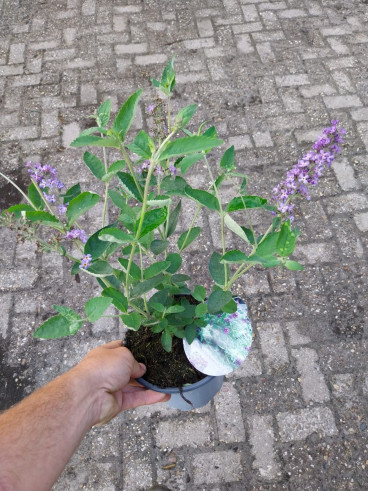 Buddleja davidii Free Petite ® Blue Heaven | Vlinderstruik