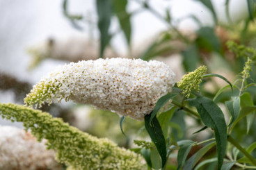 Buddleja davidii 'White Ball' - Vlinderstruik