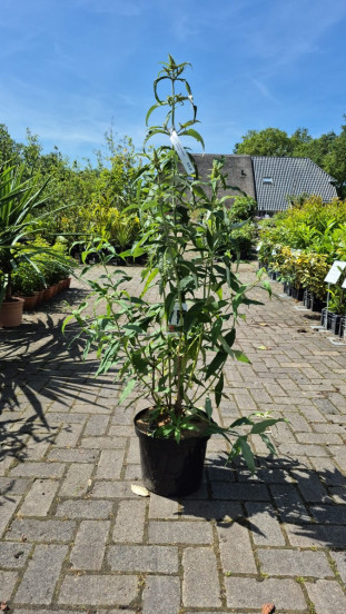 Buddleja davidii White Profusion - Vlinderstruik