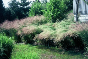 Calamagrostis acutiflora Overdam - Bont struisriet