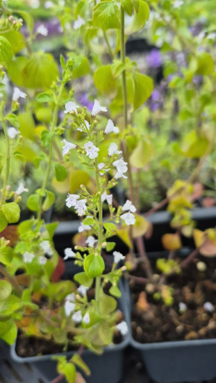 Calamintha n. White Cloud - Bergsteentijm
