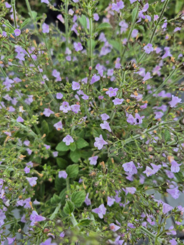Calamintha n. Blue Cloud - Bergsteentijm
