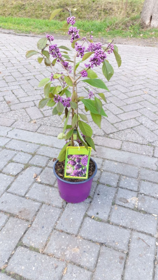 Callicarpa bodinieri Profusion - Schoonvrucht