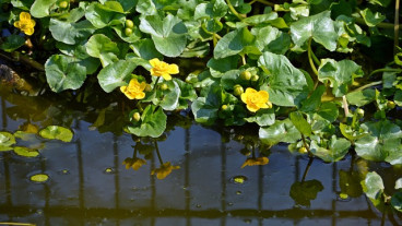 Caltha leptosepala - Dotterbloem