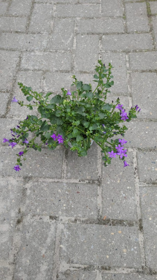 Campanula poscharskyana - Kruipende klokjesbloem