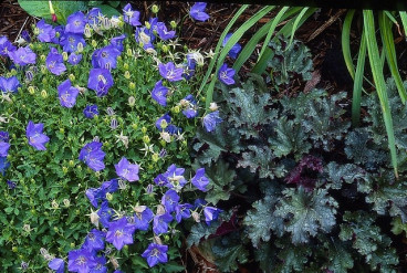 Campanula carp. Blaue Clips - Klokjesbloem