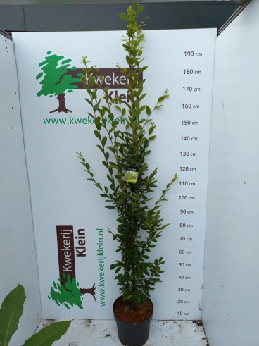 Carpinus betulus Fastigiata - Zuilbeuk