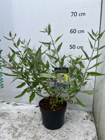 Caryopteris cland. Heavenly Blue - Caryopteris