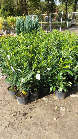 Laurier - Prunus laurocerasus Caucasica