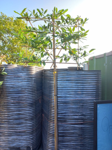 Prunus laur. Novita - Leivorm