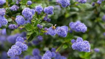 Ceanothus repens | Amerikaanse Sering