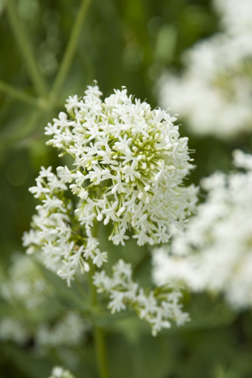 Centranthus ruber Albus - Spoorbloem