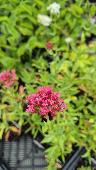 Centranthus ruber Coccineus - Spoorbloem