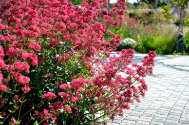 Centranthus ruber Coccineus - Spoorbloem