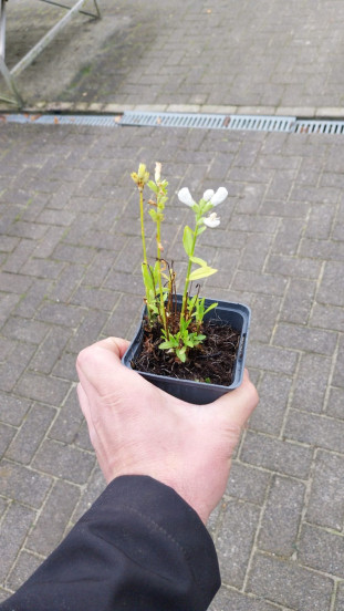 Chelone obliqua Alba - Schildpadbloem