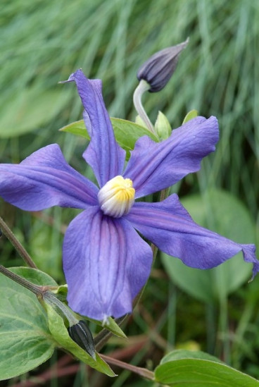 Clematis Dorothy Walton | Bosrank