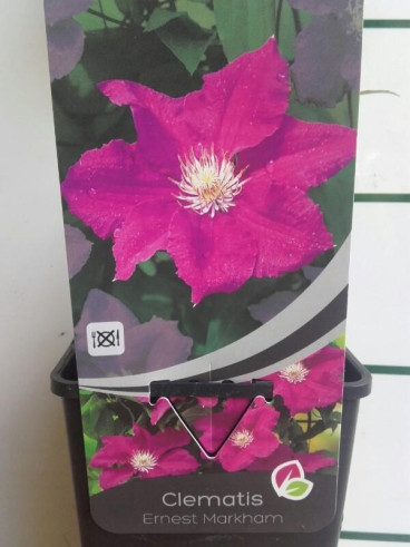 Bosrank - Clematis 'Ernest Markham'