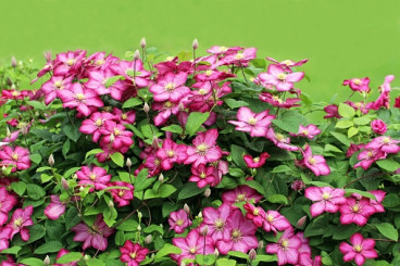 Clematis mont. Freda | Bosrank