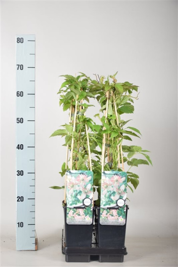 Clematis mont. Marjorie | Bosrank