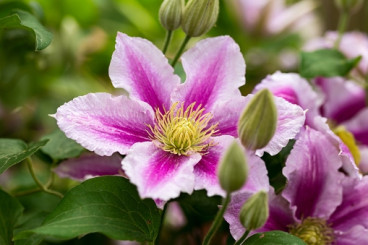 Clematis Piilu | Bosrank