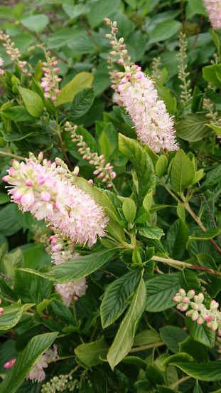 Clethra alnifolia Pink Spire - Schijnels
