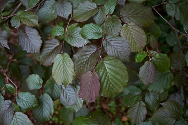 Corylus maxima Purpurea | Roodbladige hazelnoot