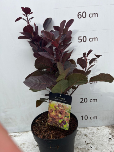Cotinus cogg. Royal Purple | Pruikenboom