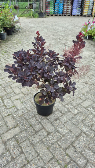Cotinus cogg. Royal Purple | Pruikenboom