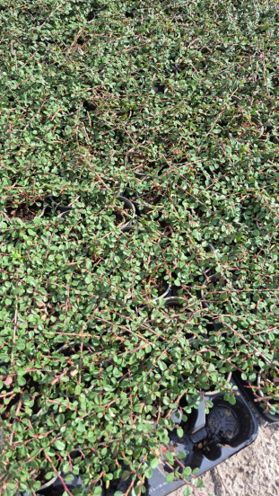 Cotoneaster Frieders Evergreen