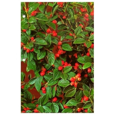 Cotoneaster franchettii - Dwergmispel
