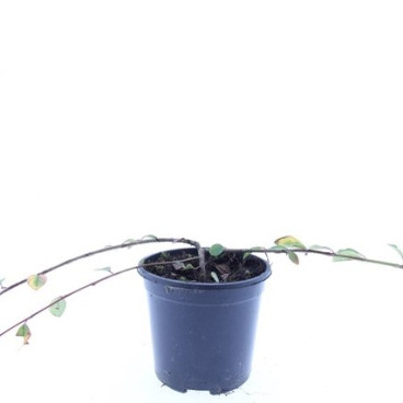 Cotoneaster dam. Schoon | Dwergmispel