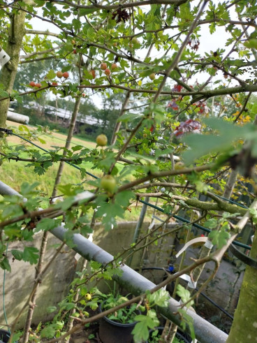 Crataegus monogyna - Eenstijlige Meidoorn - boom