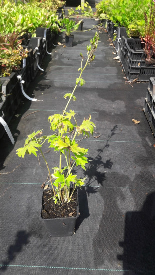 Delphinium Guinevere - Ridderspoor - 