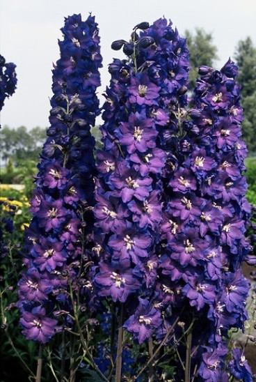 Delphinium (P) 'King Arthur' - Ridderspoor - 
