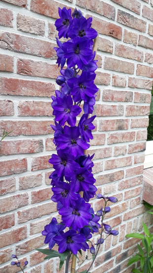 Delphinium (P) 'Blue Bird' - Ridderspoor - 