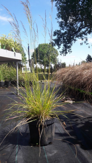 Deschampsia cespitosa Bronzeschleier - Ruwe smele