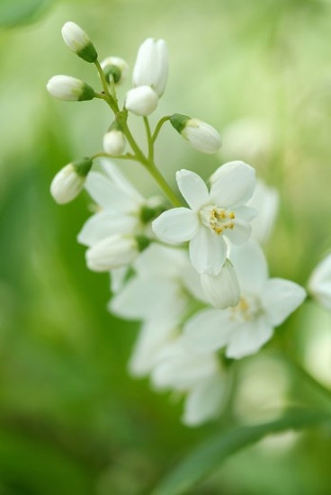 Bruidsbloem - Deutzia gracilis