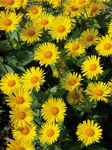 Doronicum orientale - Voorjaarszonnebloem