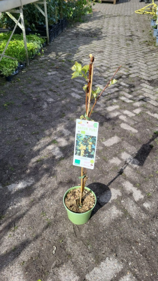 Vitis - Druif