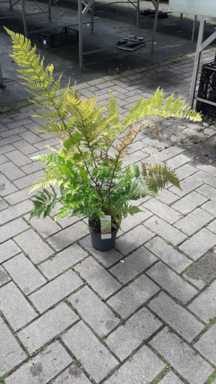 Dryopteris erythorosa - Herfstvaren